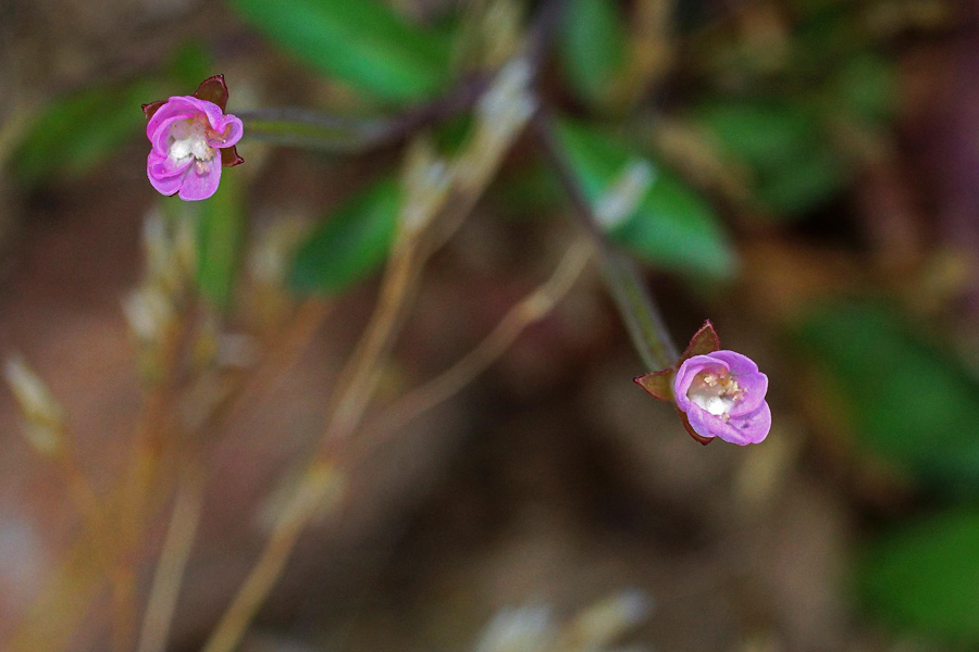 Epilobium collinum / Epilobio di collina